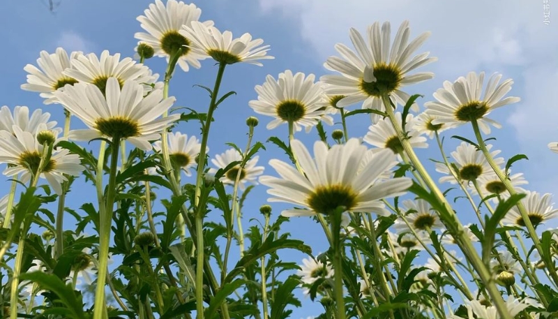 hình nền hoa cúc trắng đẹp