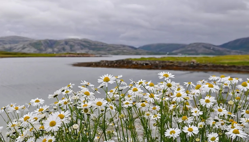 hình nền hoa cúc 4K