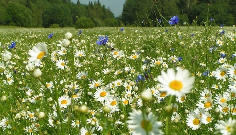 hình nền hoa cúc dại