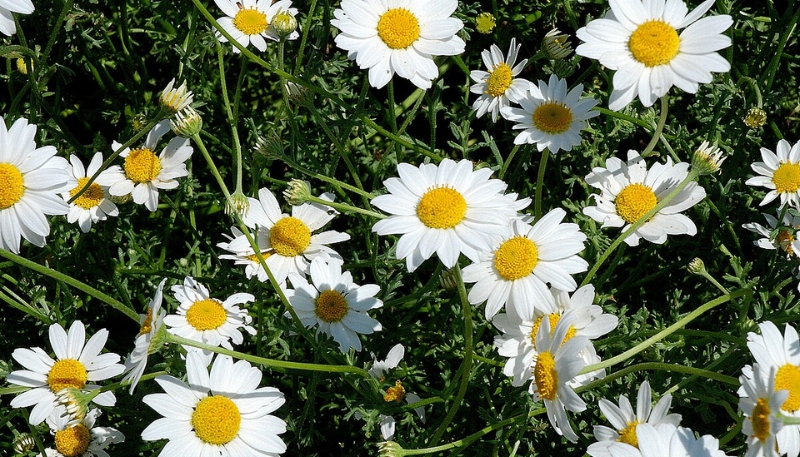 hình nền hoa cúc dại