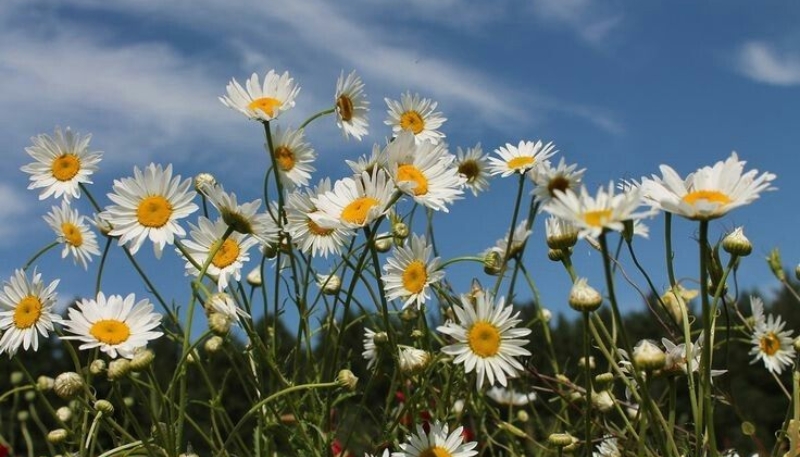 hình nền hoa cúc trắng cute