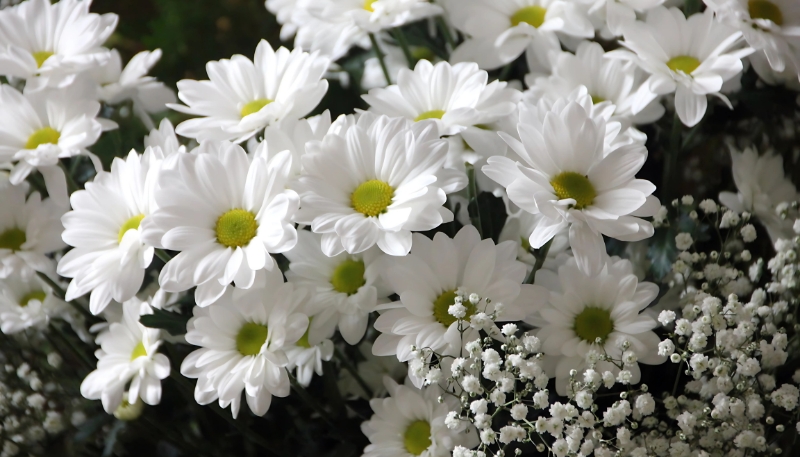 hình nền hoa cúc trắng đẹp