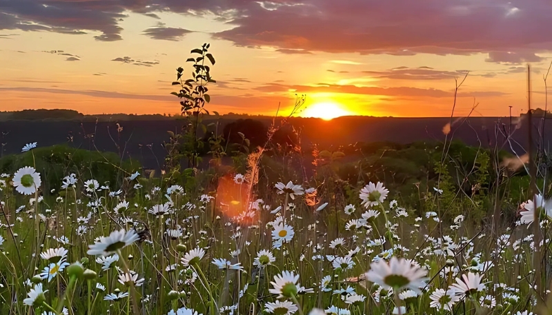 hình nền hoa cúc trắng đẹp