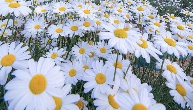 hình nền hoa cúc trắng đẹp