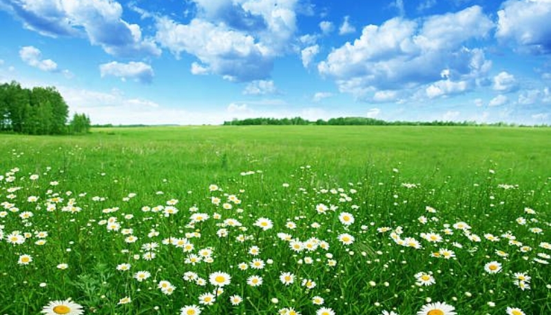 hình nền hoa cúc trắng đẹp