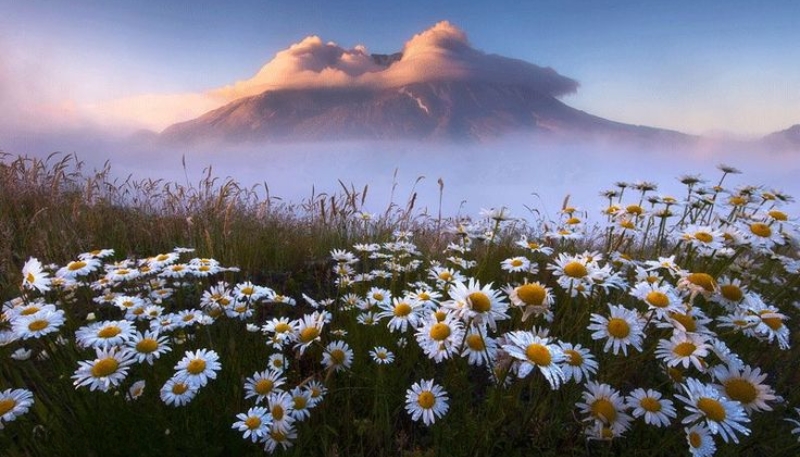 hình nền hoa cúc trắng