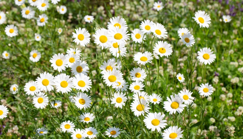 hình nền hoa cúc dại