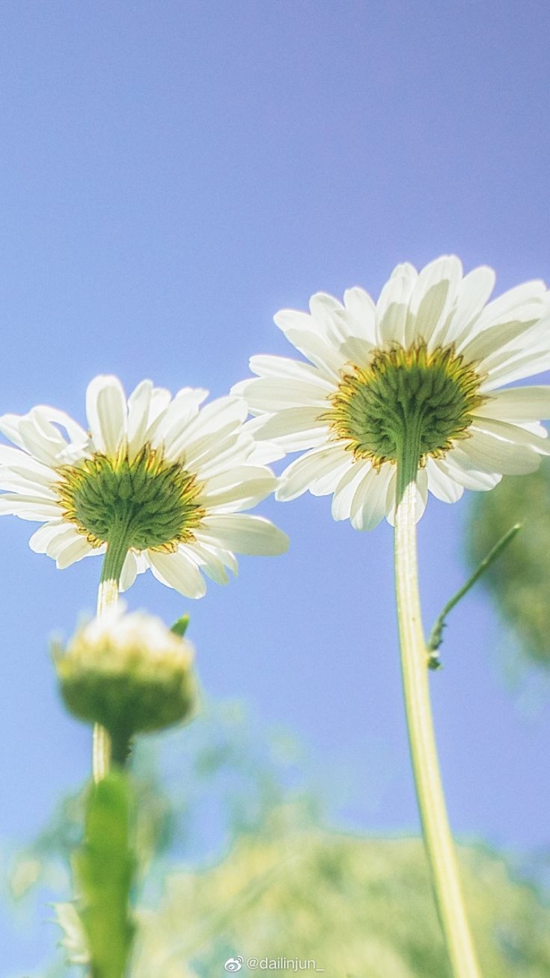 hình nền hoa cúc trắng đẹp