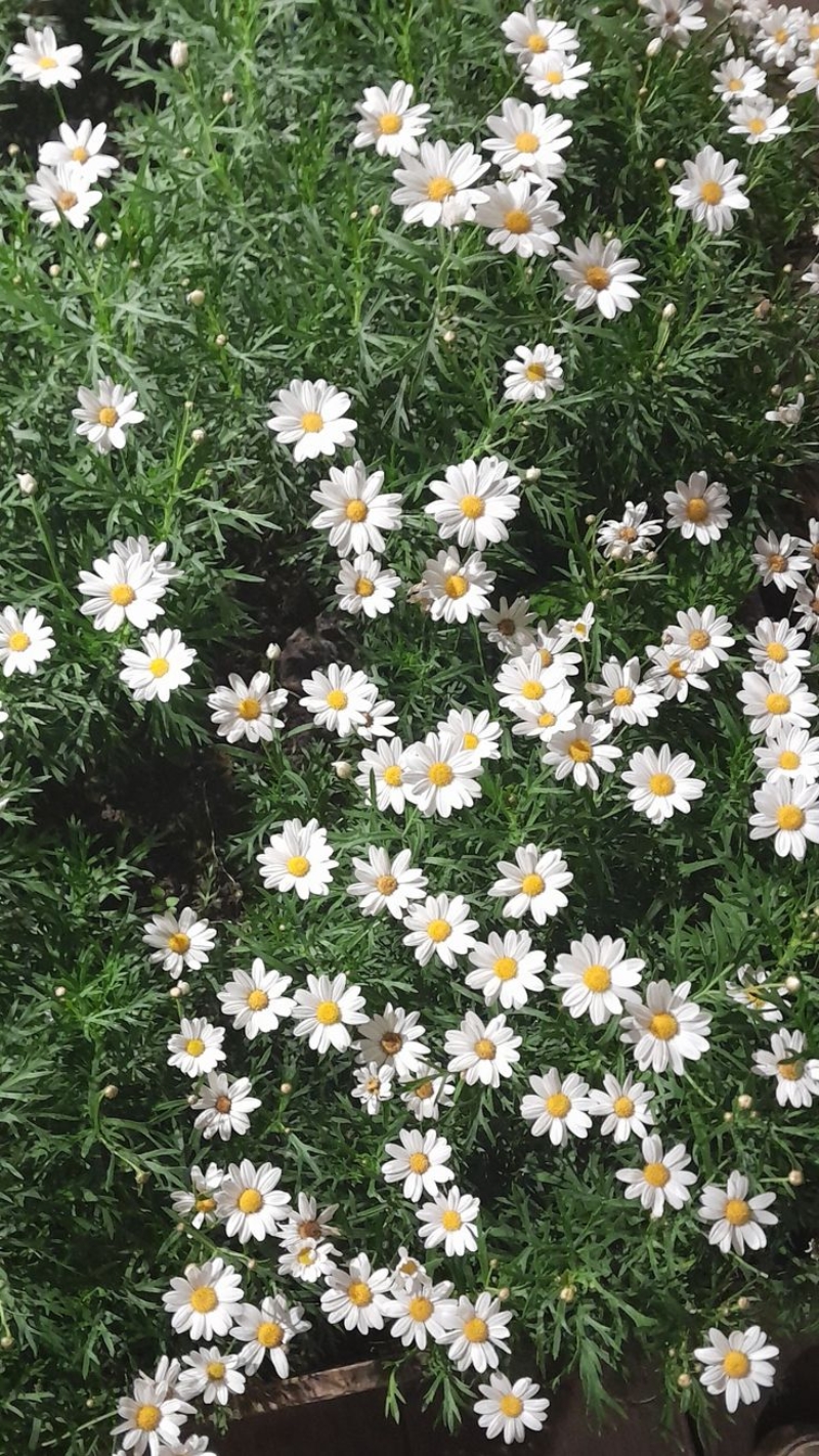 hình nền hoa cúc trắng đẹp