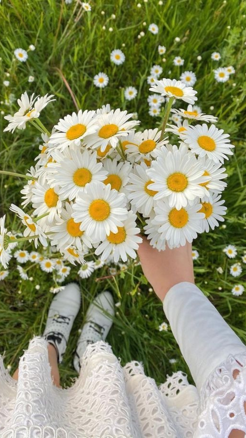 hình nền hoa cúc trắng đẹp