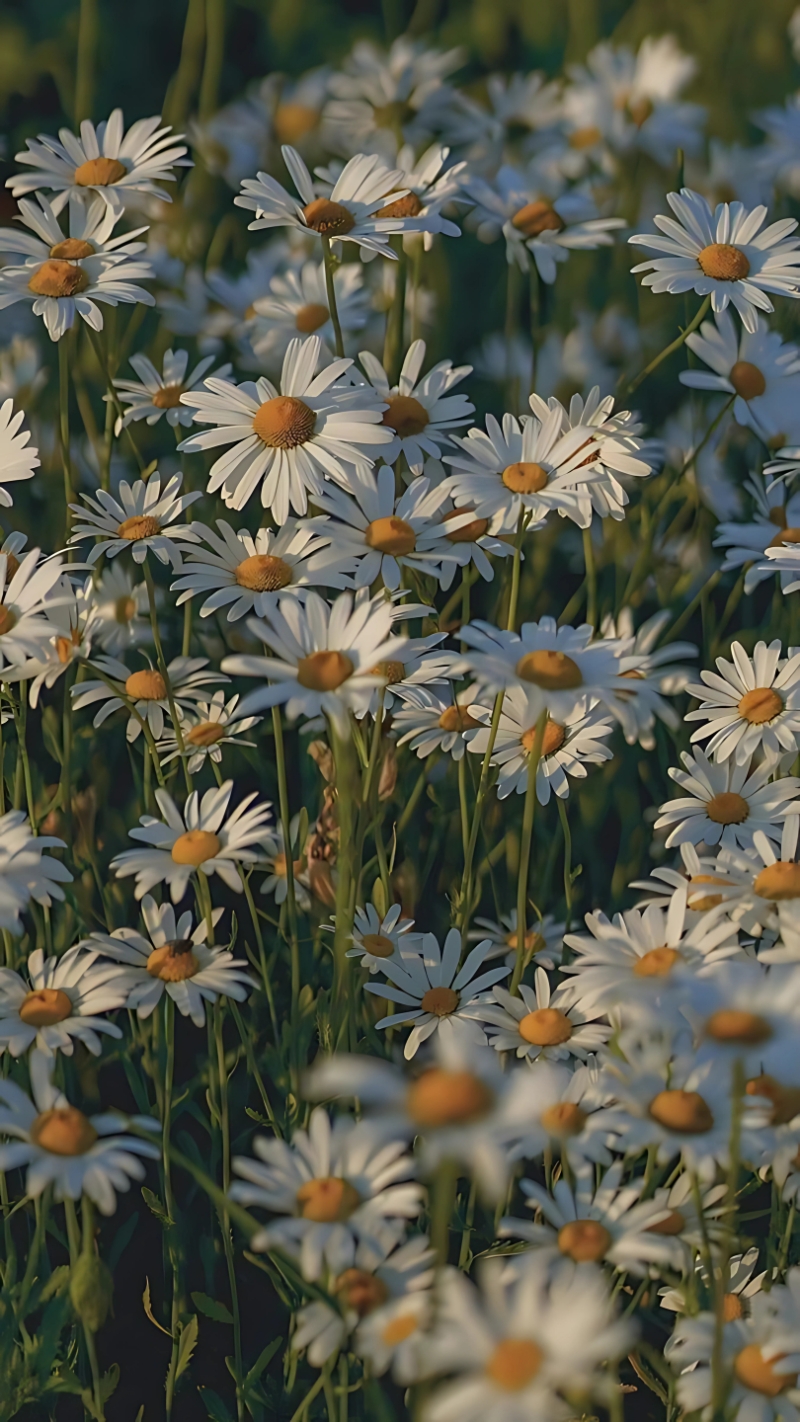 hình nền hoa cúc trắng đẹp