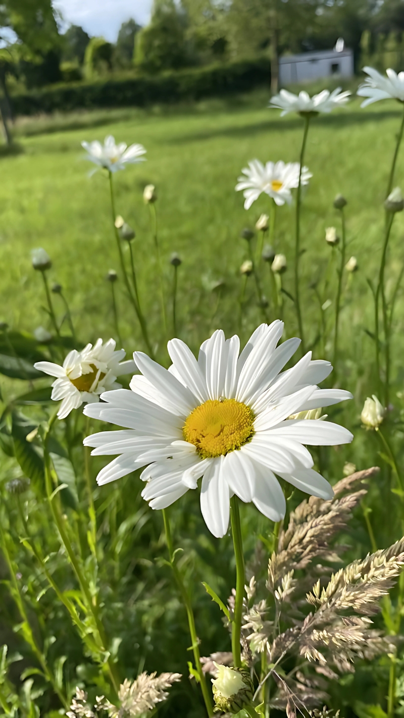 hình nền hoa cúc trắng đẹp