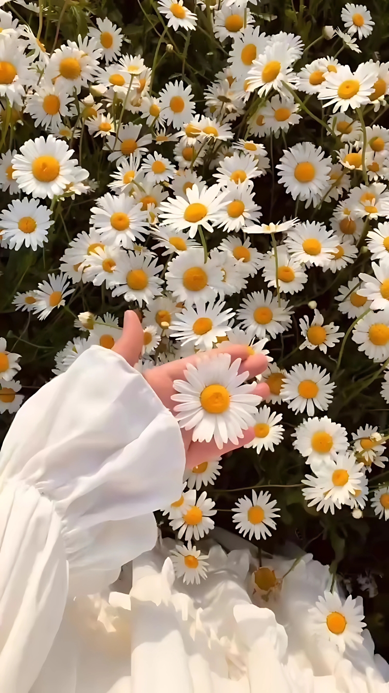 hình nền hoa cúc trắng đẹp