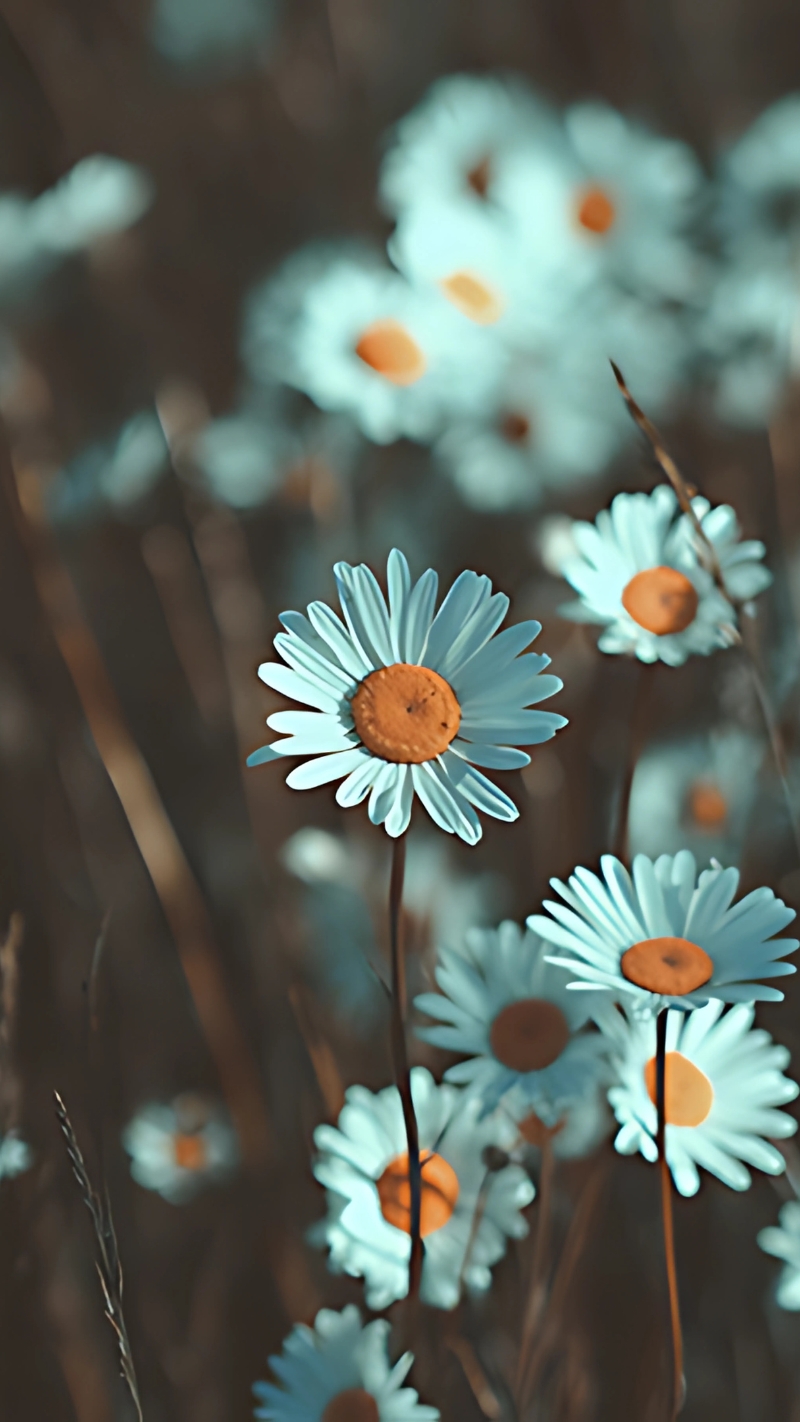 hình nền hoa cúc trắng