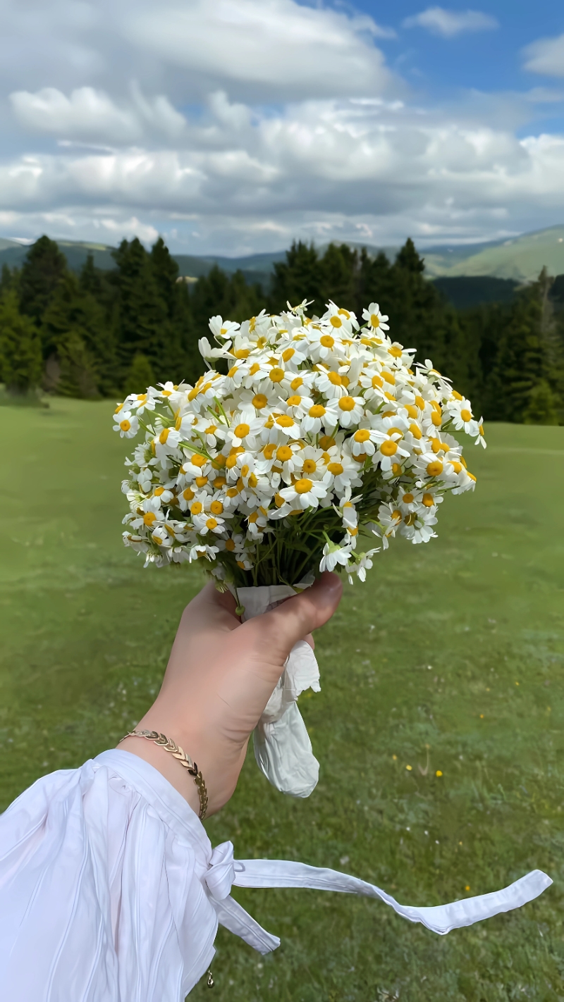 hình nền hoa cúc trắng