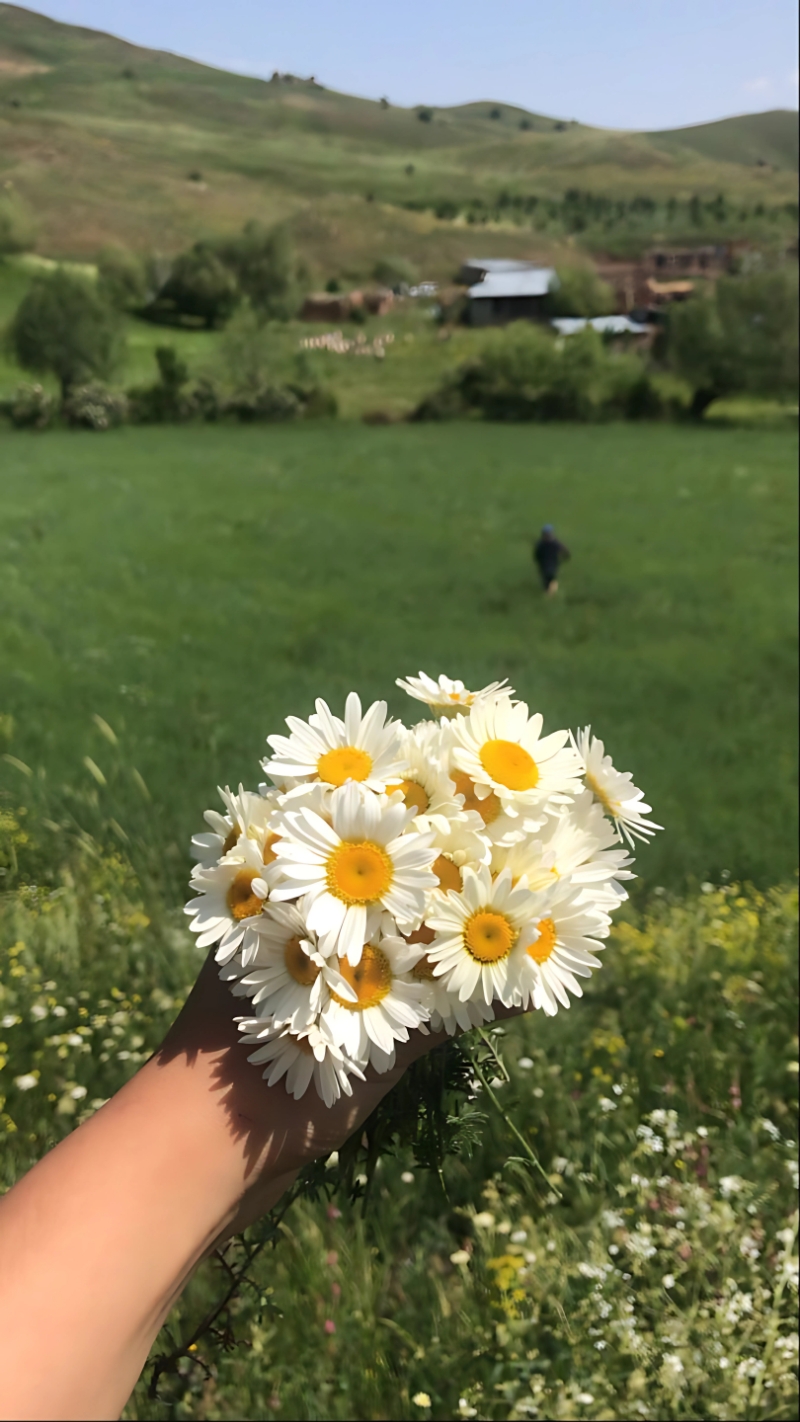 hình nền hoa cúc trắng