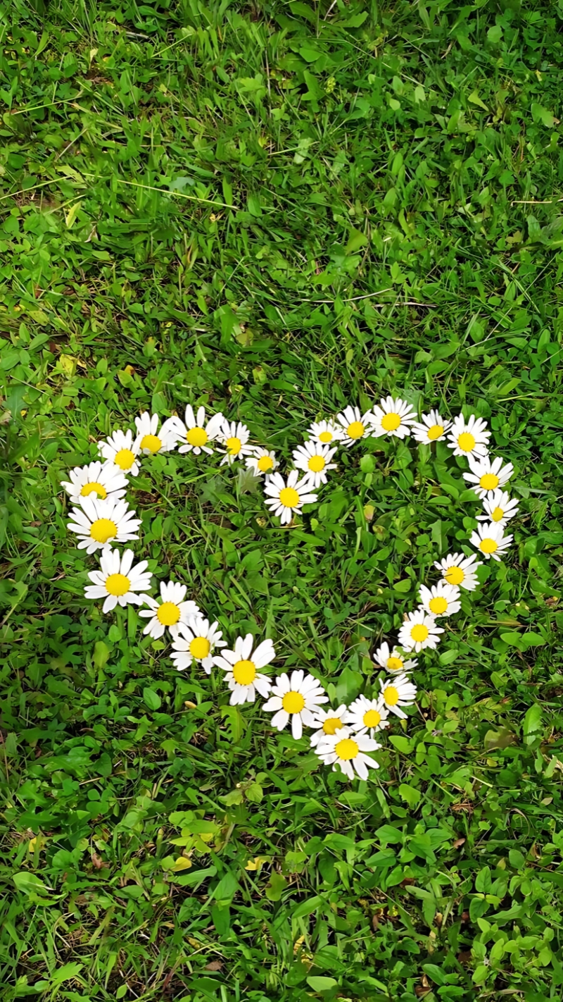 hình nền hoa cúc trắng