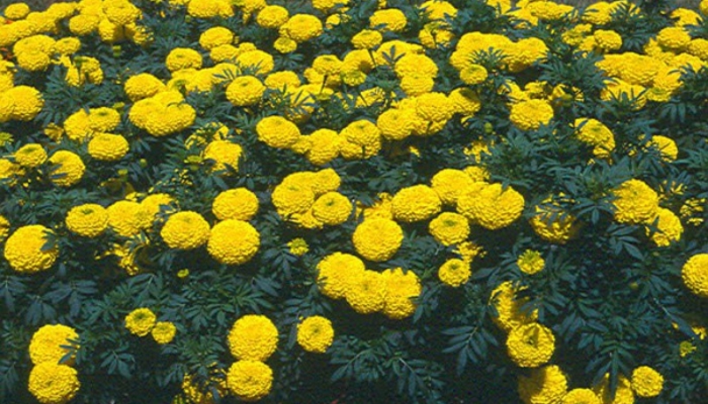 hình nền hoa cúc vạn thọ