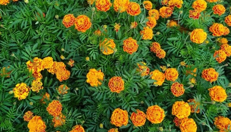 hình nền hoa cúc vạn thọ đẹp