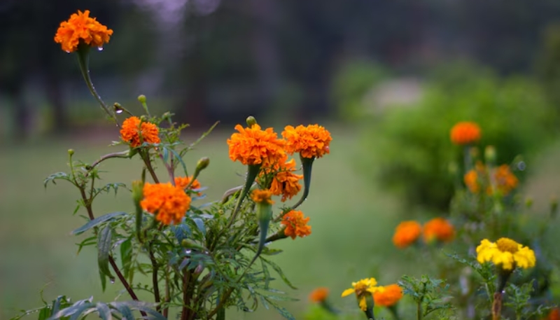 hình nền hoa cúc vạn thọ