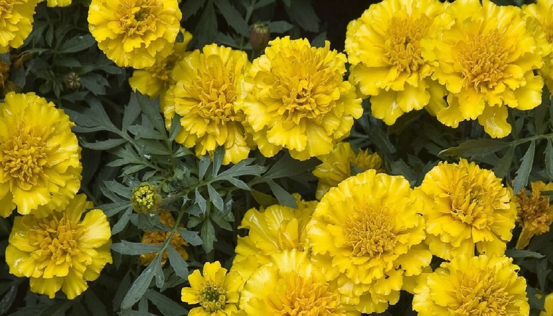 hình nền hoa cúc vạn thọ