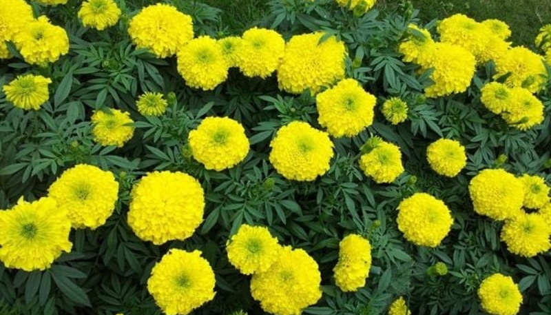 hình nền hoa cúc vạn thọ