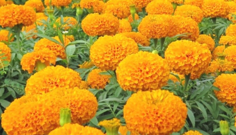 hình nền hoa cúc vạn thọ cute