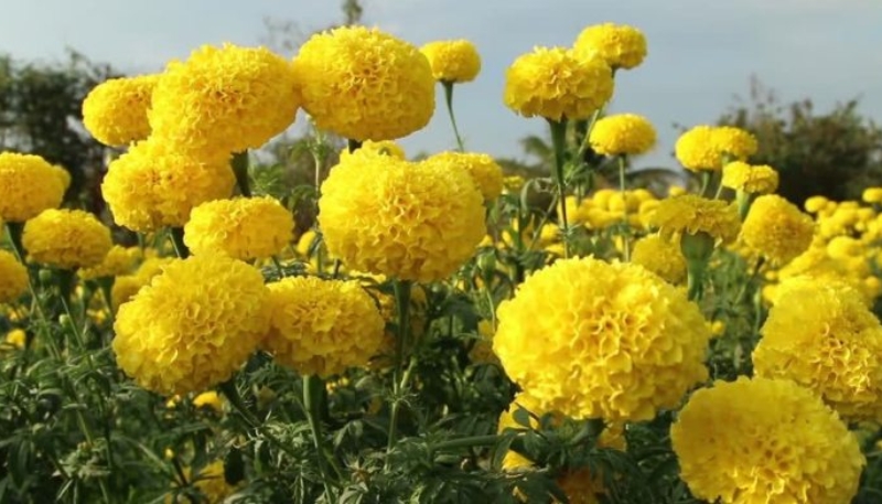 hình nền hoa cúc vạn thọ cute