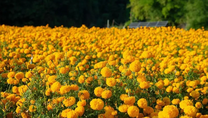 hình nền hoa cúc vạn thọ cute