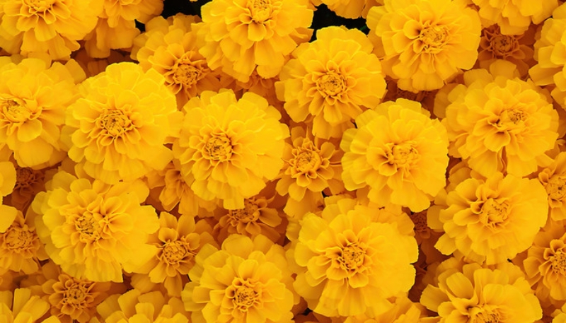 hình nền hoa cúc vạn thọ cute