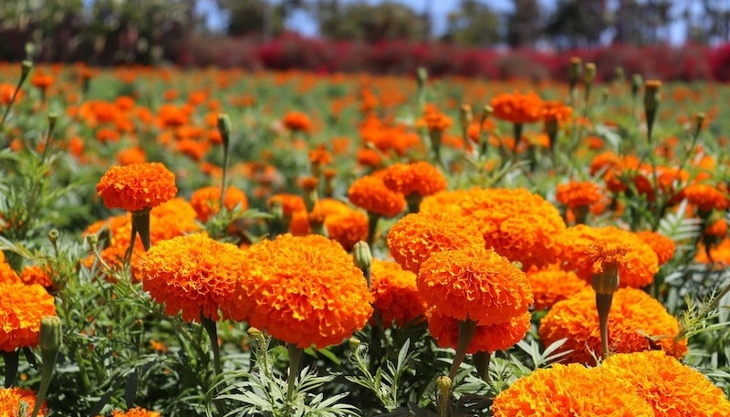 hình ảnh hoa cúc đẹp nhất thế giới