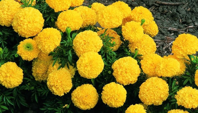 hình ảnh hoa cúc vạn thọ siêu đẹp