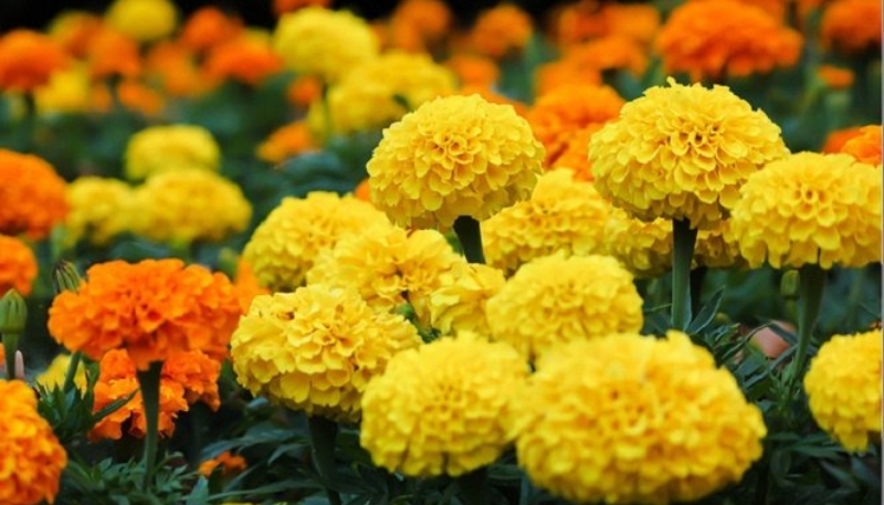 hình ảnh hoa cúc đẹp nhất thế giới