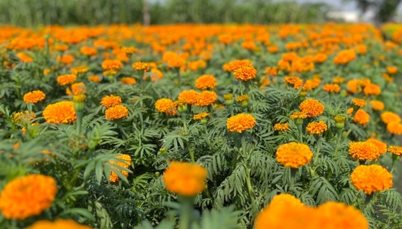 hình ảnh hoa cúc đẹp nhất thế giới