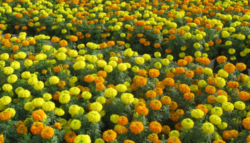 hình ảnh hoa cúc đẹp nhất thế giới