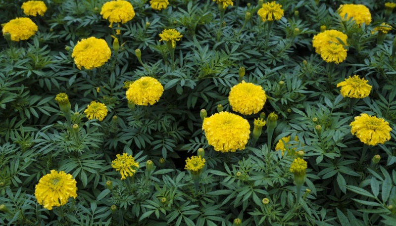 hình ảnh hoa cúc vạn thọ siêu đẹp