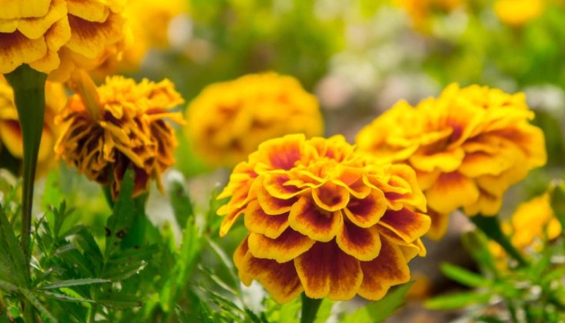 hình ảnh hoa cúc đẹp nhất thế giới