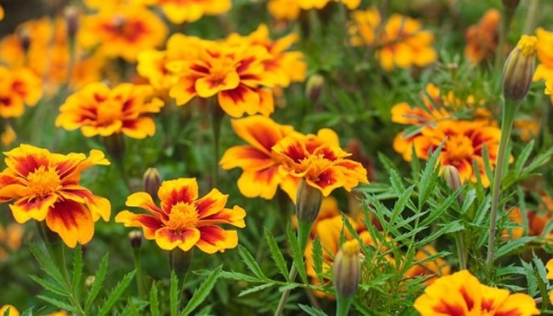 hình ảnh hoa cúc vạn thọ siêu đẹp