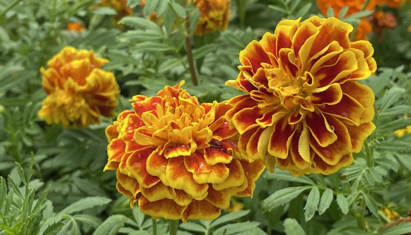 hình ảnh hoa cúc vạn thọ siêu đẹp