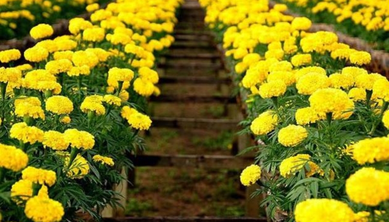 hình nền hoa cúc vàng cute