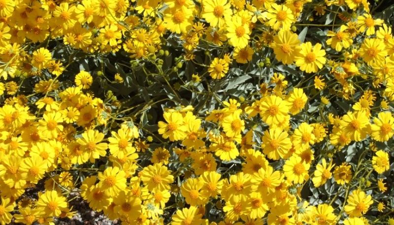 hình nền hoa cúc 4K