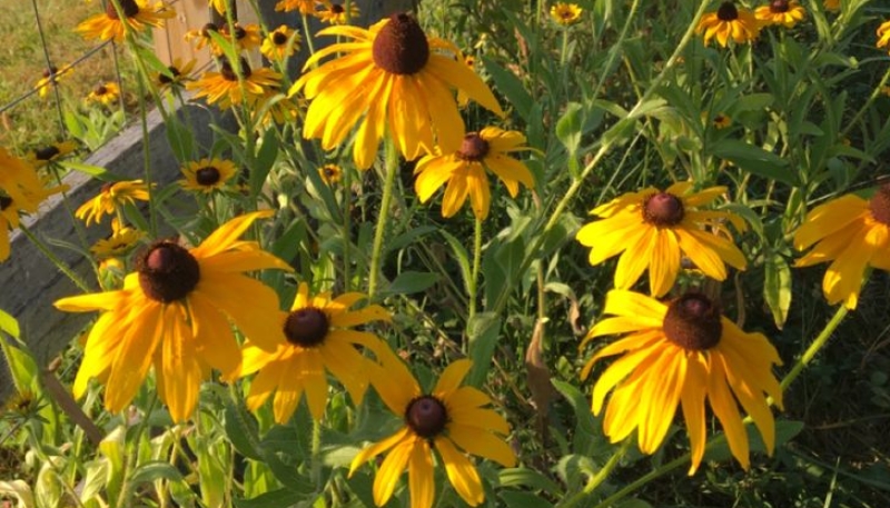 hình nền hoa cúc vàng