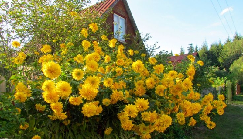 hình nền hoa cúc vàng