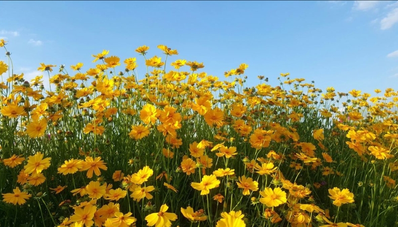 hình ảnh hoa cúc vàng buồn