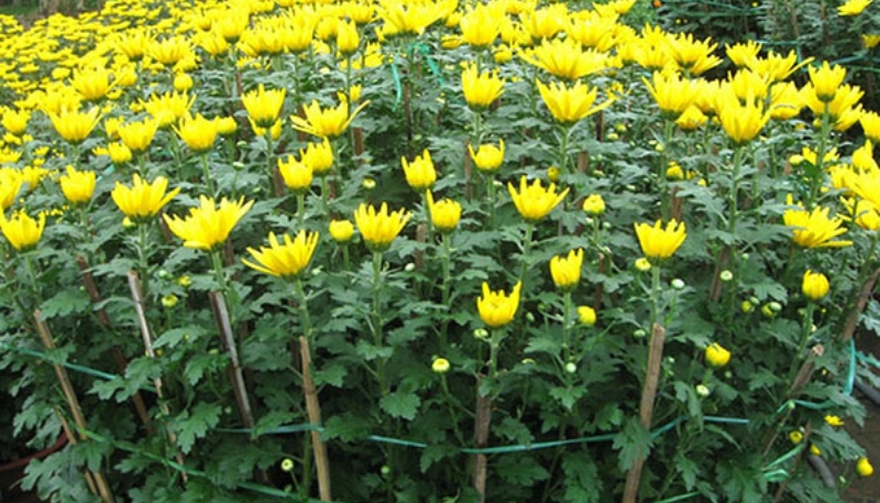 hình nền hoa cúc vàng cute