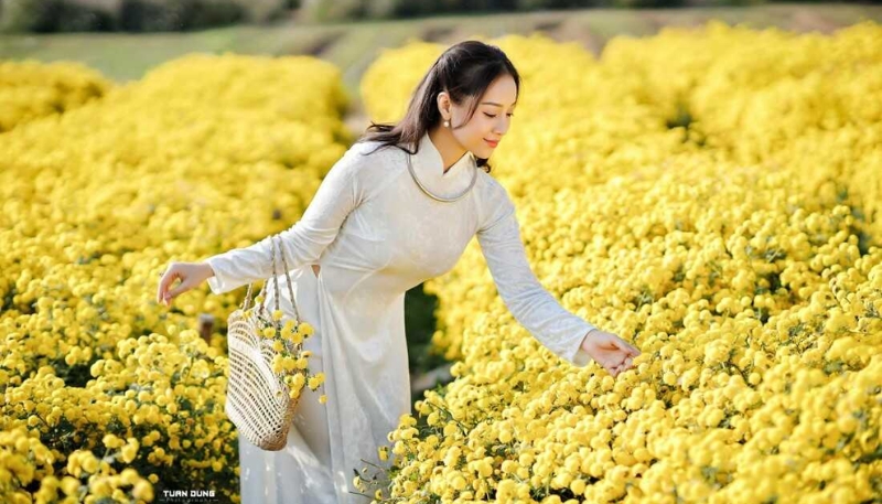 hình nền hoa cúc vàng