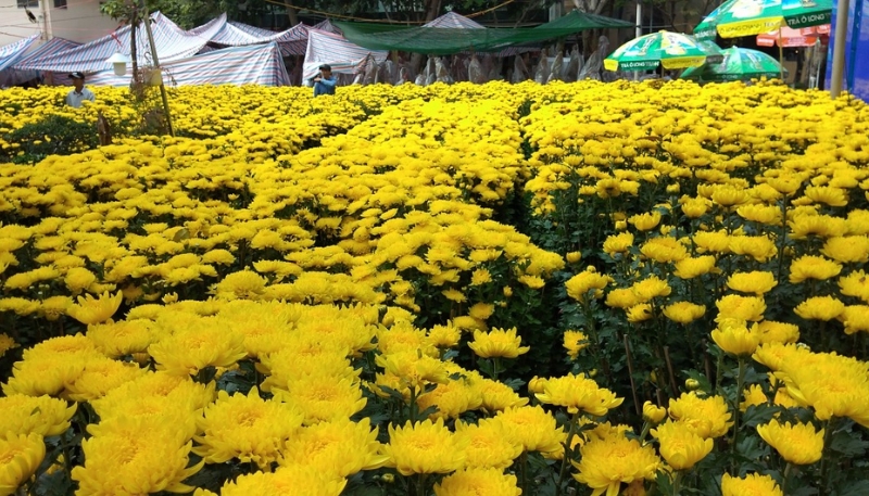 hình ảnh hoa cúc đẹp nhất thế giới