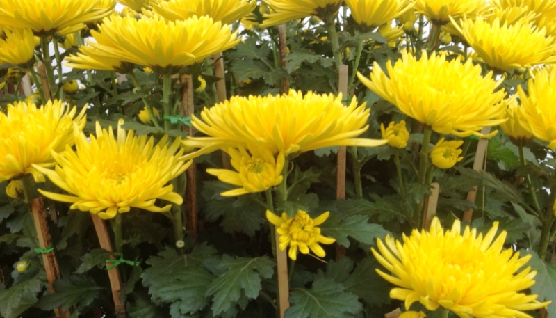 hình nền hoa cúc dại