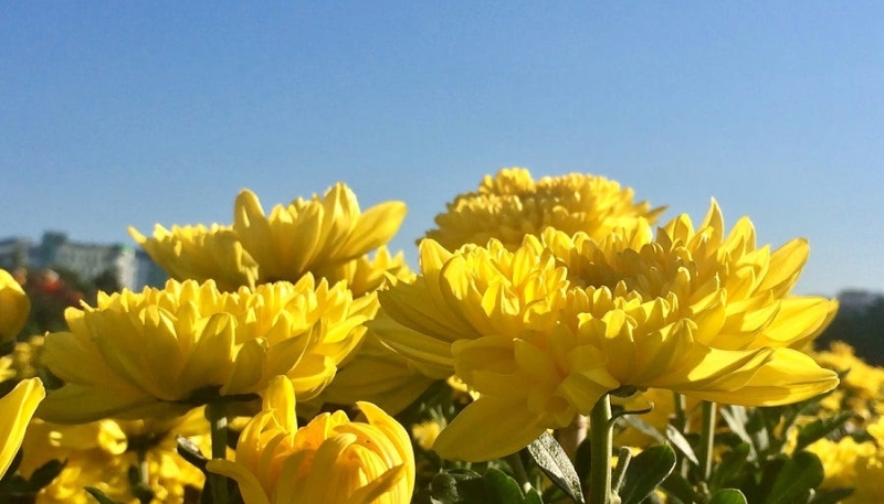 hình nền hoa cúc 4K