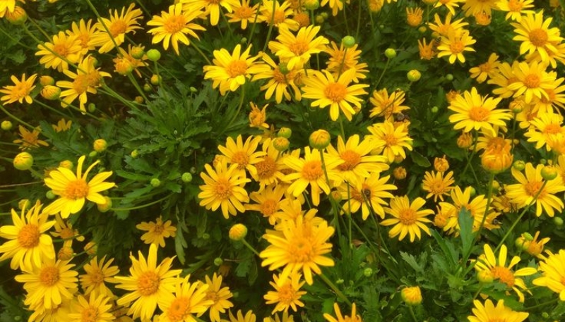 hình ảnh hoa cúc đẹp nhất thế giới